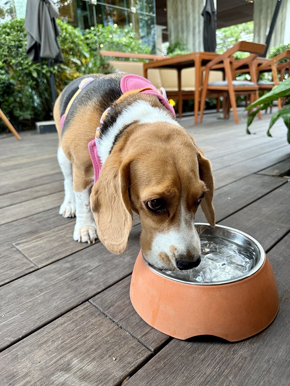 比格犬低头喝水碗