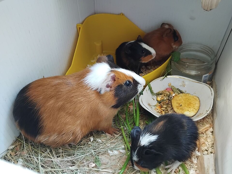 食盆旁的豚鼠