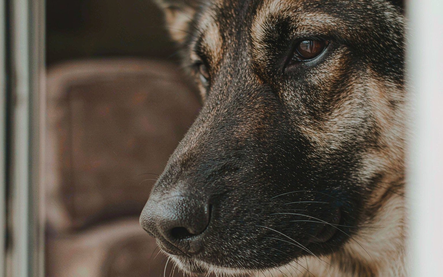 Why Is My Dog's Nose Bleeding? Epistaxis Causes and First Aid