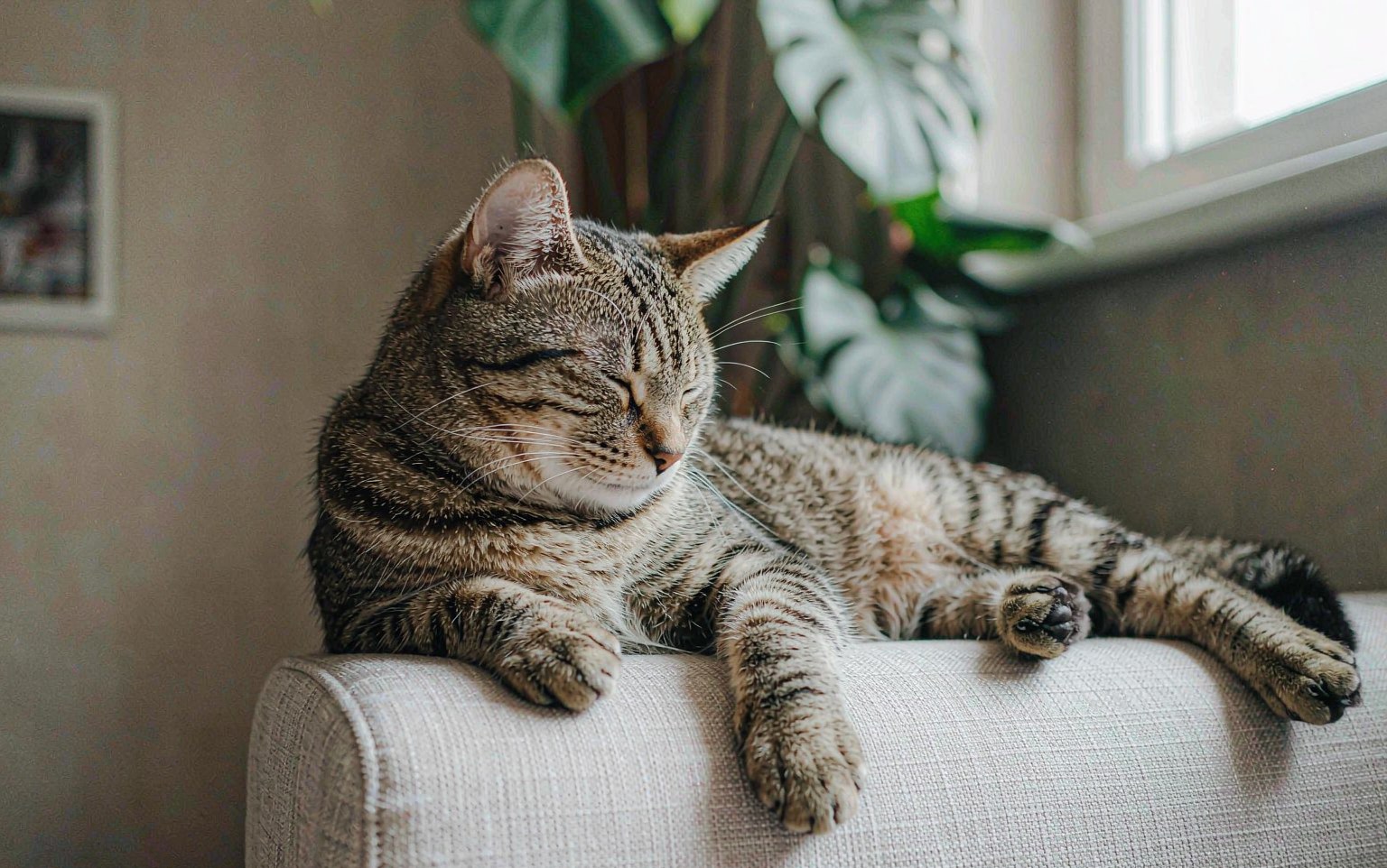 Hypertrophic Cardiomyopathy in Cats: The Silent Heart Disease to Know About