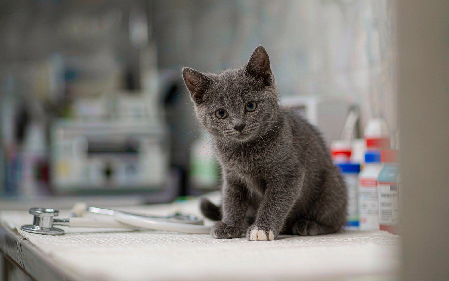 Cat Vaccinations Explained: FVRCP, FeLV, and Rabies Without the Confusion