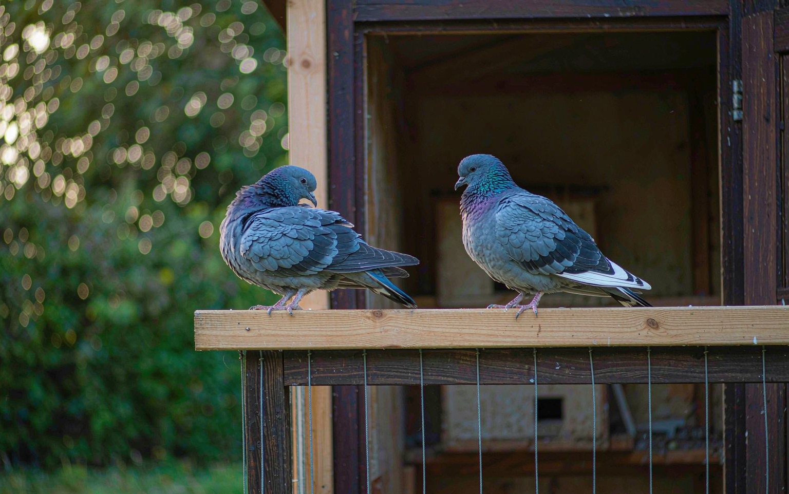 Backyard Pigeons for Beginners: Loft Setup, Feeding, and Daily Care