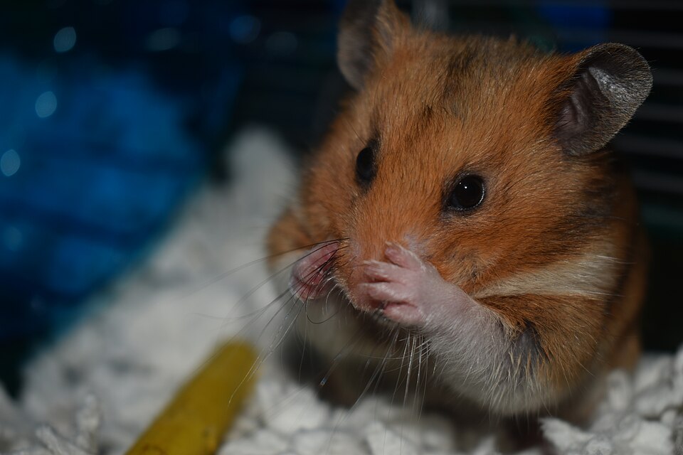 Hamster Abscess: Why That Lump Needs More Than a Wait-and-See