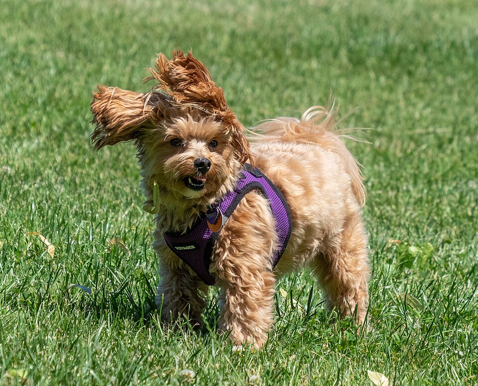 Aural Hematoma in Dogs: Why Your Dog's Ear Flap Is Swollen