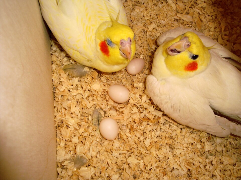 Egg Binding in Pet Birds: The Emergency Signs and the First Hour That Counts