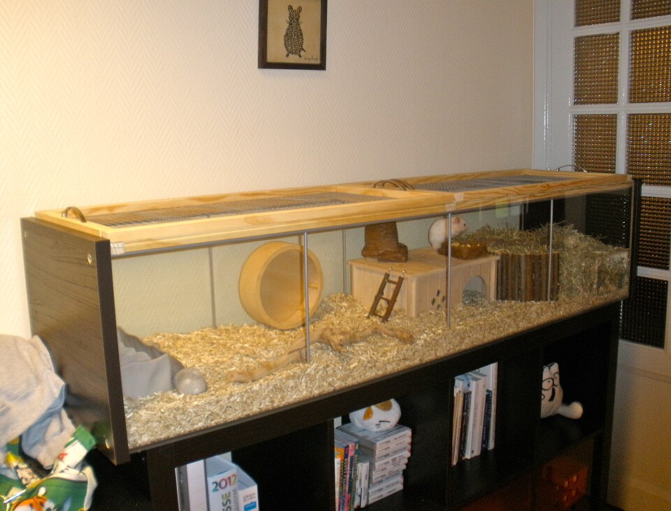 Where to Put a Hamster Cage: A Room-by-Room Placement Guide