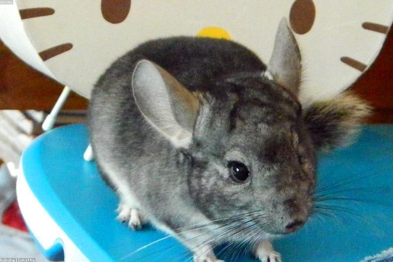 Chinchilla Fur Chewing: What Barbering Means and How to Stop It