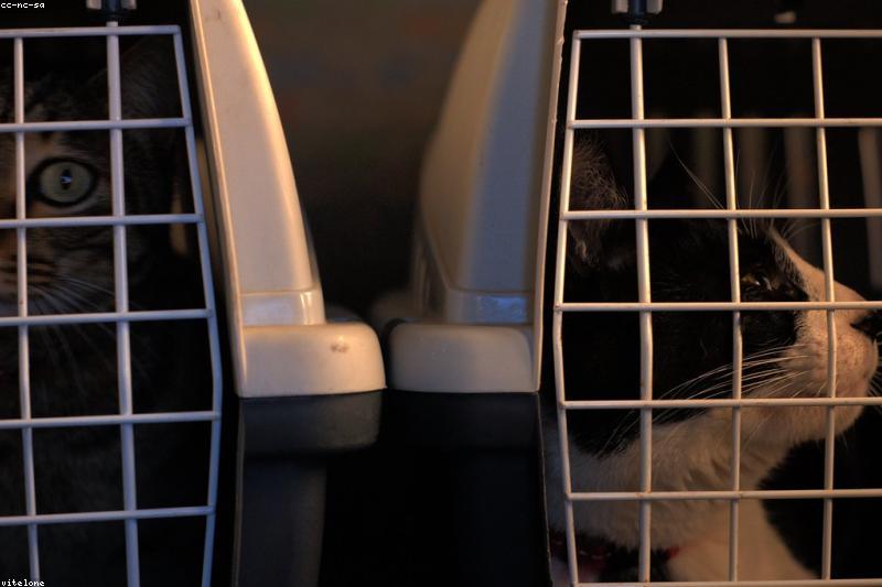 Cat Carrier Training: How to Make Vet Visits Stress-Free