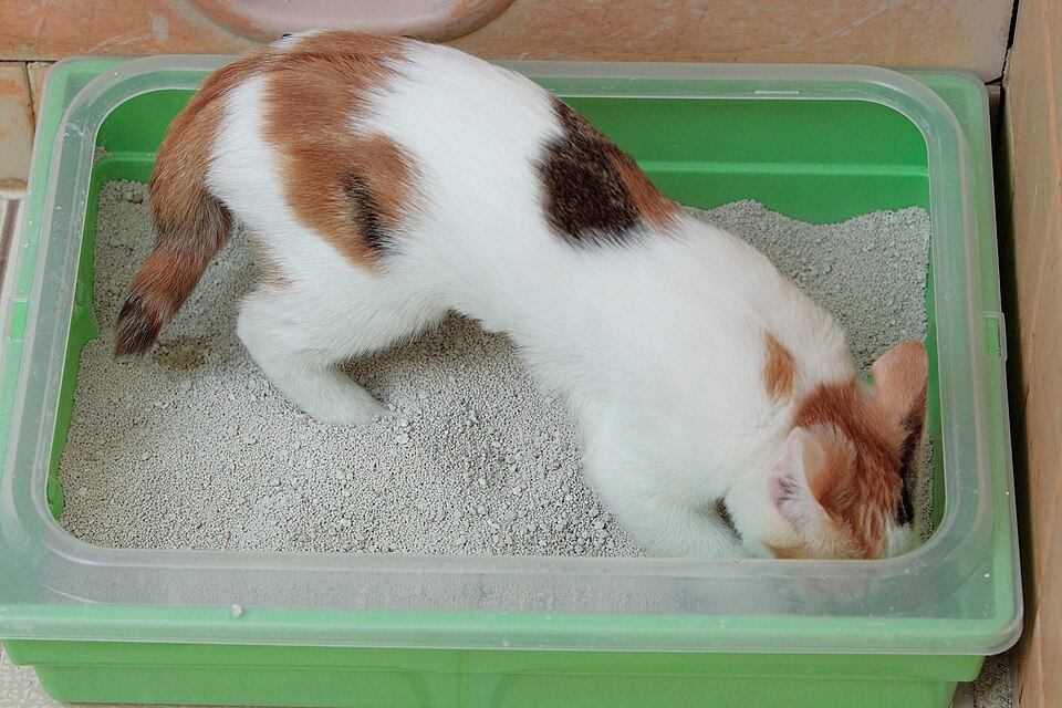 Cat Litter Types Compared: Clumping, Crystal, Paper, and Plant-Based