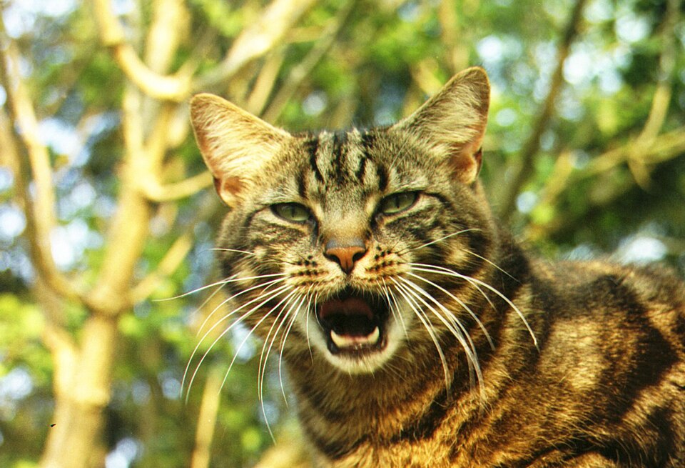 Cat Mouth Pain: Stomatitis and Tooth Resorption Explained