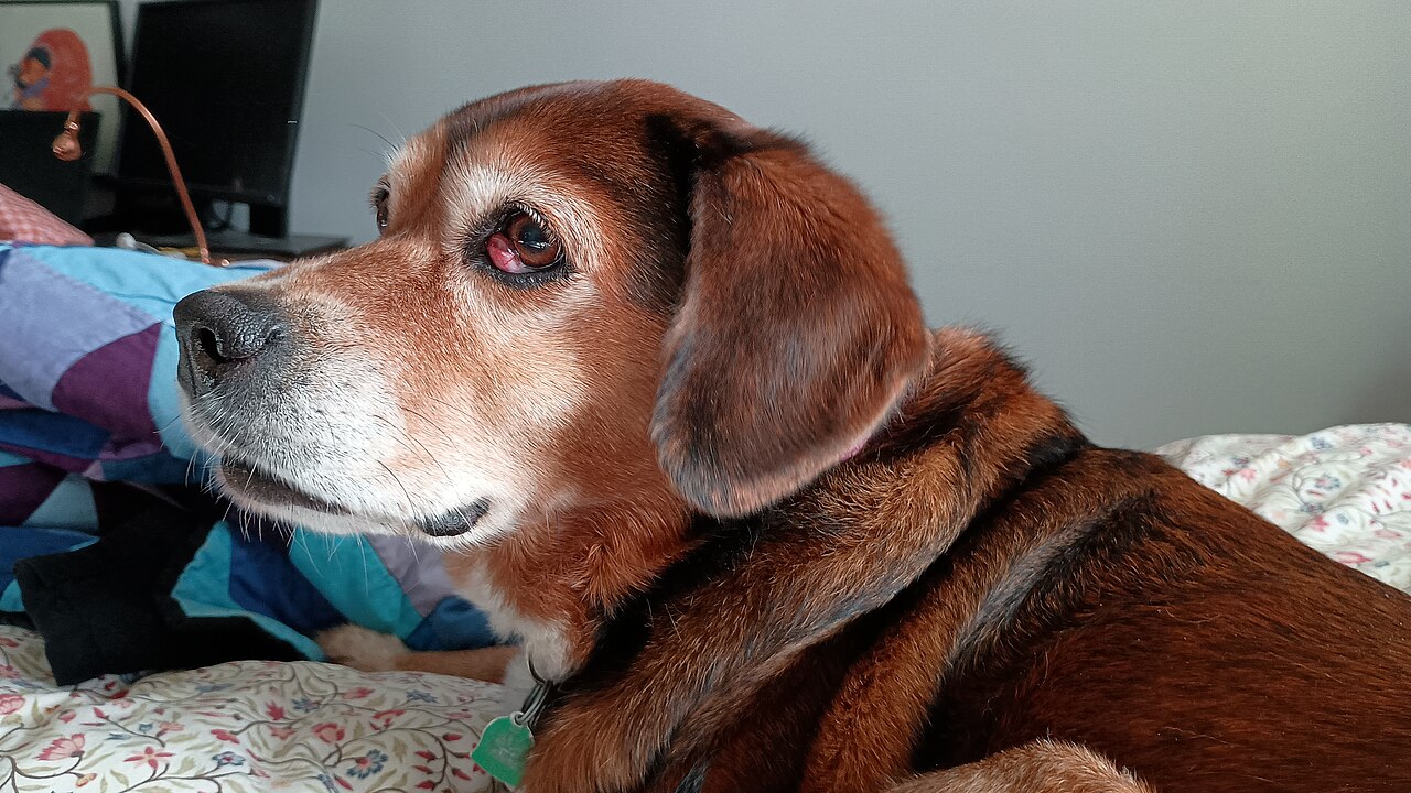 Cherry Eye in Dogs: What That Red Bump in the Corner of the Eye Really Means
