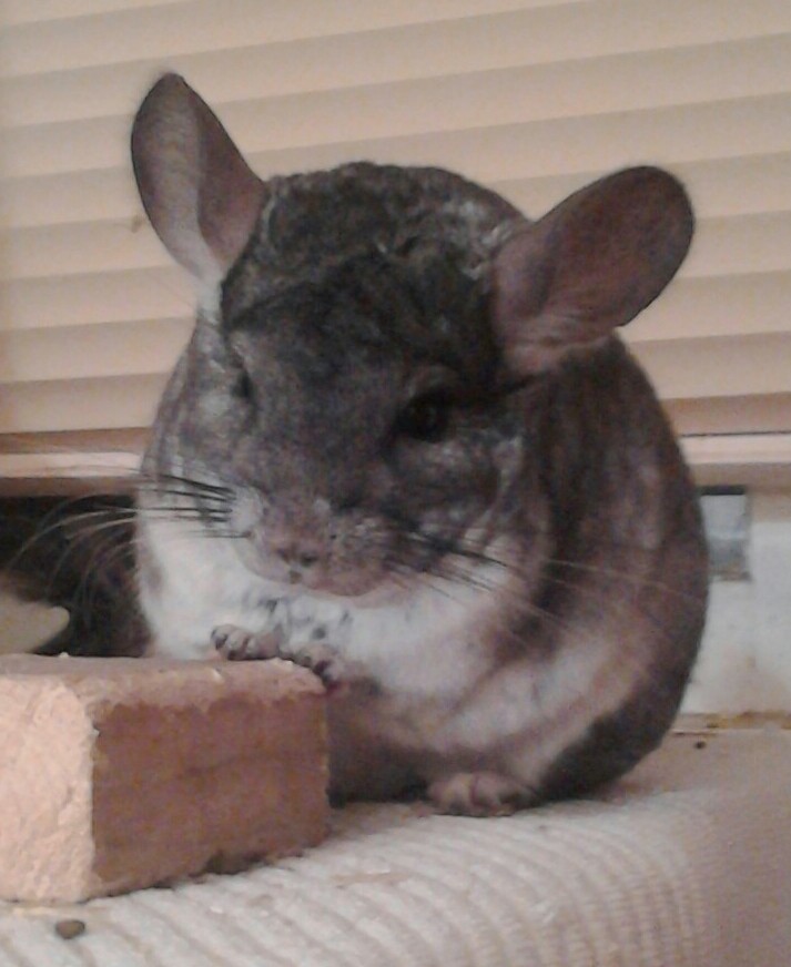 Chinchilla Sounds and What They Mean: Barks, Chirps and Chatters Decoded
