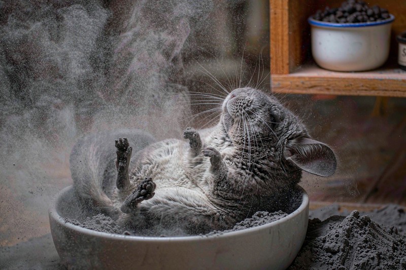 在浴沙里翻滚的龙猫
