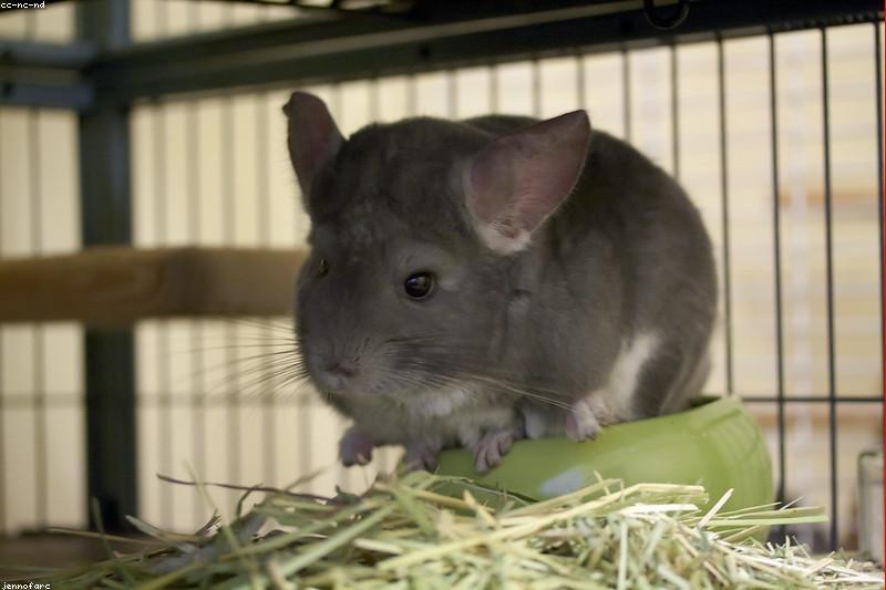 Chinchilla Teeth Never Stop Growing: How to Catch Dental Disease Early
