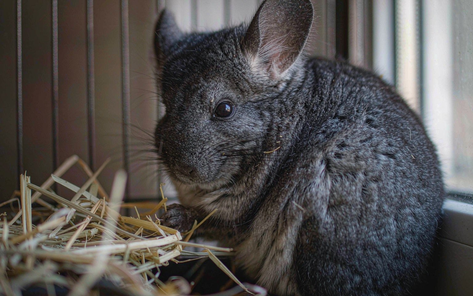 Chinchilla GI Stasis: When a Chinchilla Stops Eating, the Clock Is Ticking