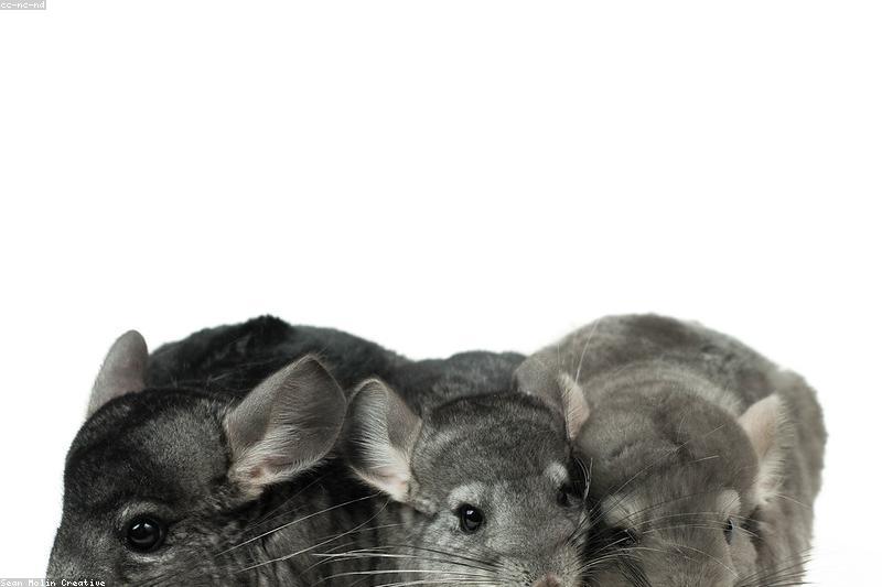 Chinchilla Playtime Outside the Cage: A Safe-Room Checklist and a Calm Ending Routine