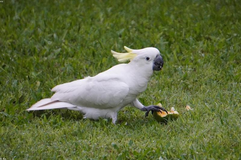 Bird Travel Carrier Guide: Safe, Calm Trips to the Vet and Beyond