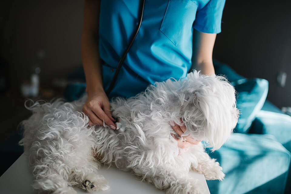 Prescription Pet Diets: What They Are and When Store Food Isn't Enough