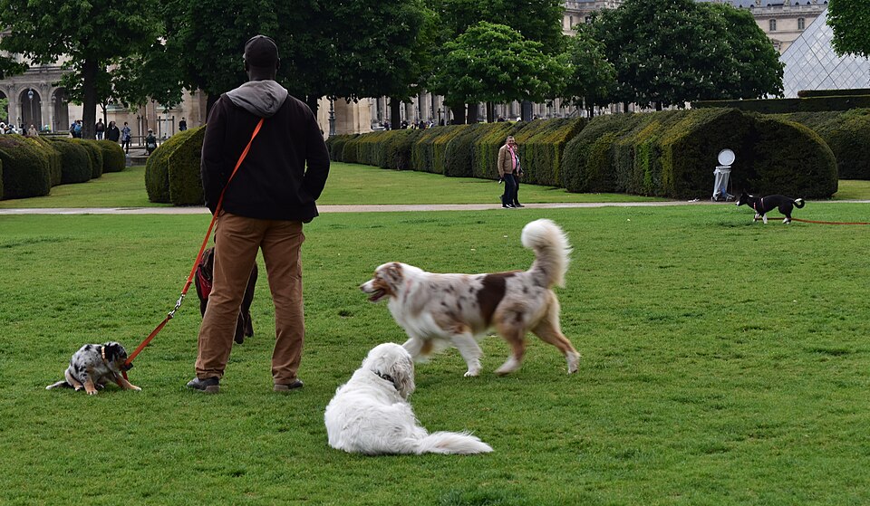 CCL Injuries in Dogs: Why the Hind Leg Gives Out and What Comes Next