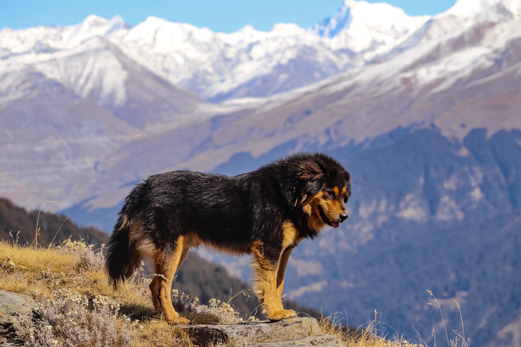 Interdigital Cysts in Dogs: Why That Bump Between the Toes Keeps Coming Back
