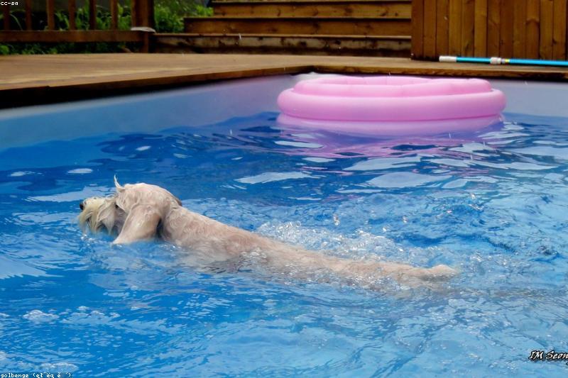 Dog Heatstroke Prevention: A Summer Heat Safety Guide