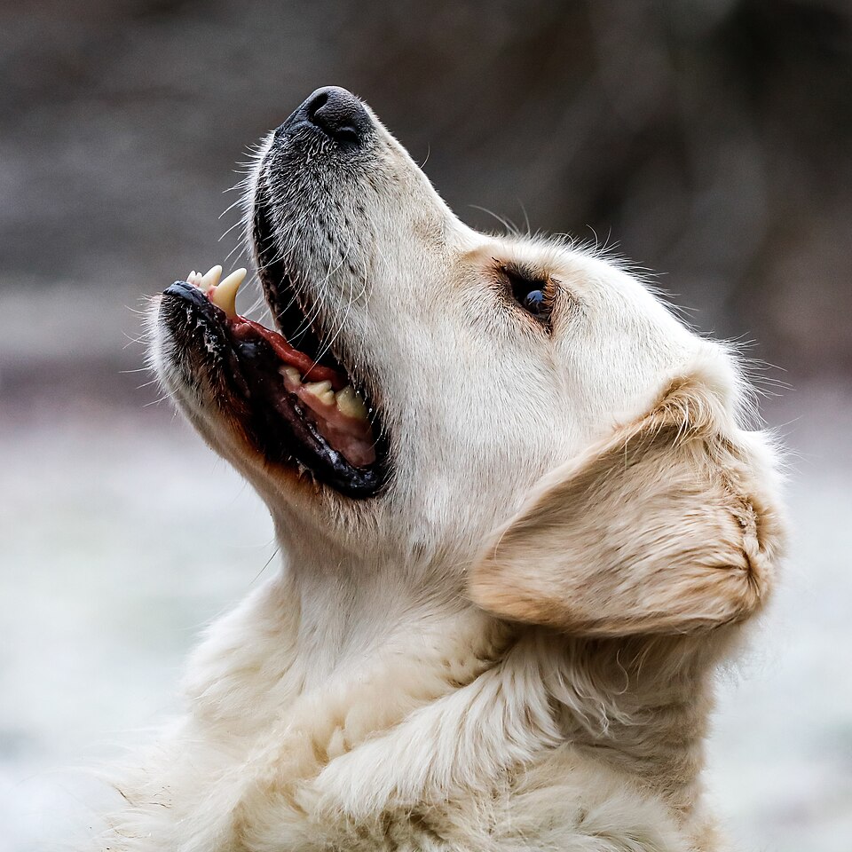 Reverse Sneezing in Dogs: Why Those Snorting Fits Happen and When to Worry