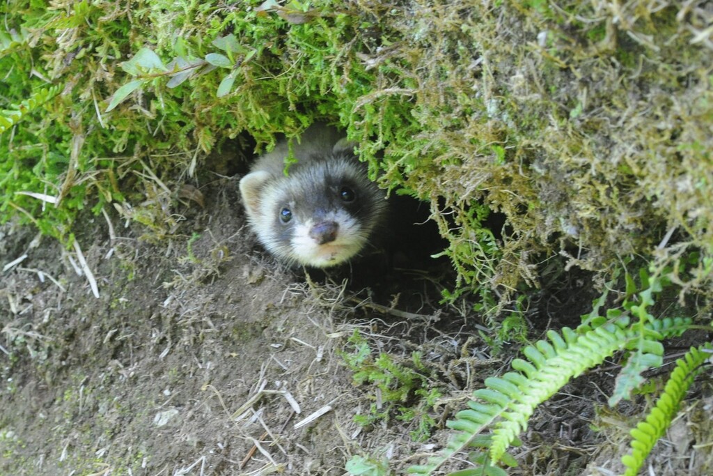 Adrenal Disease in Ferrets: The Hair Loss That Is Really a Hormone Problem