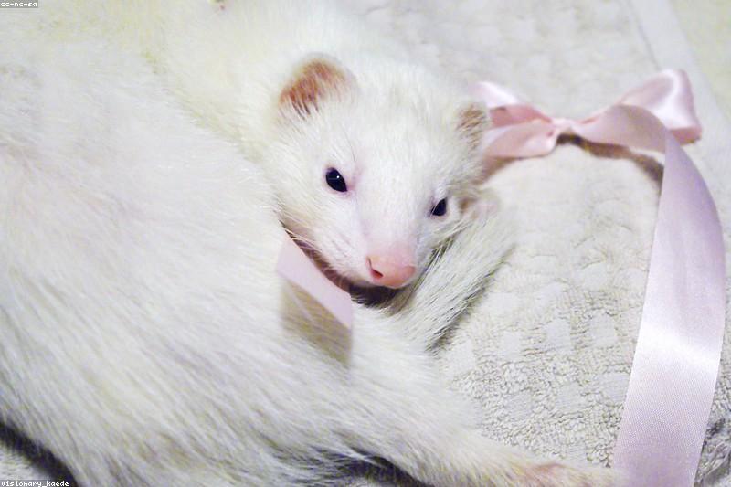 Ferret Care Basics: Diet, Housing, and Daily Routine for Beginners