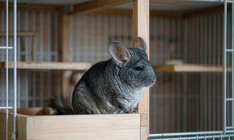 龙猫笼具布置指南:向高处要空间,向凉爽要安全