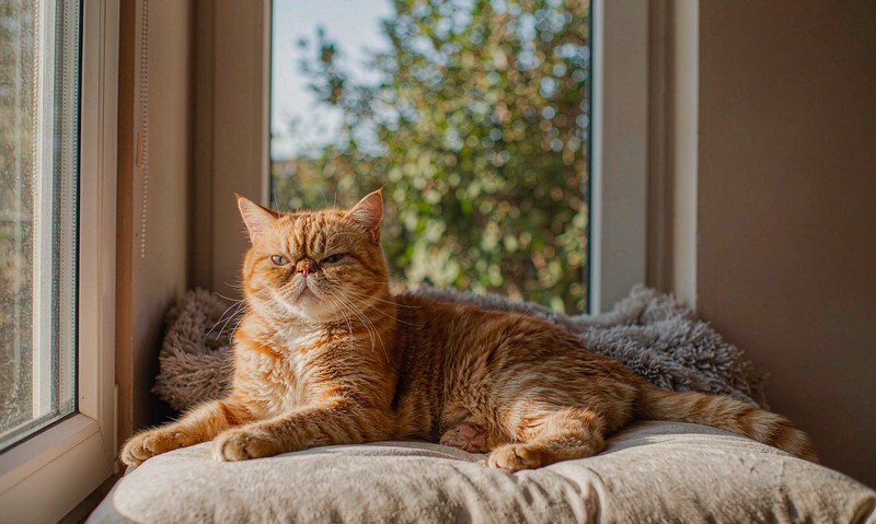 猫关节炎:老猫不跛脚,也可能一直在疼