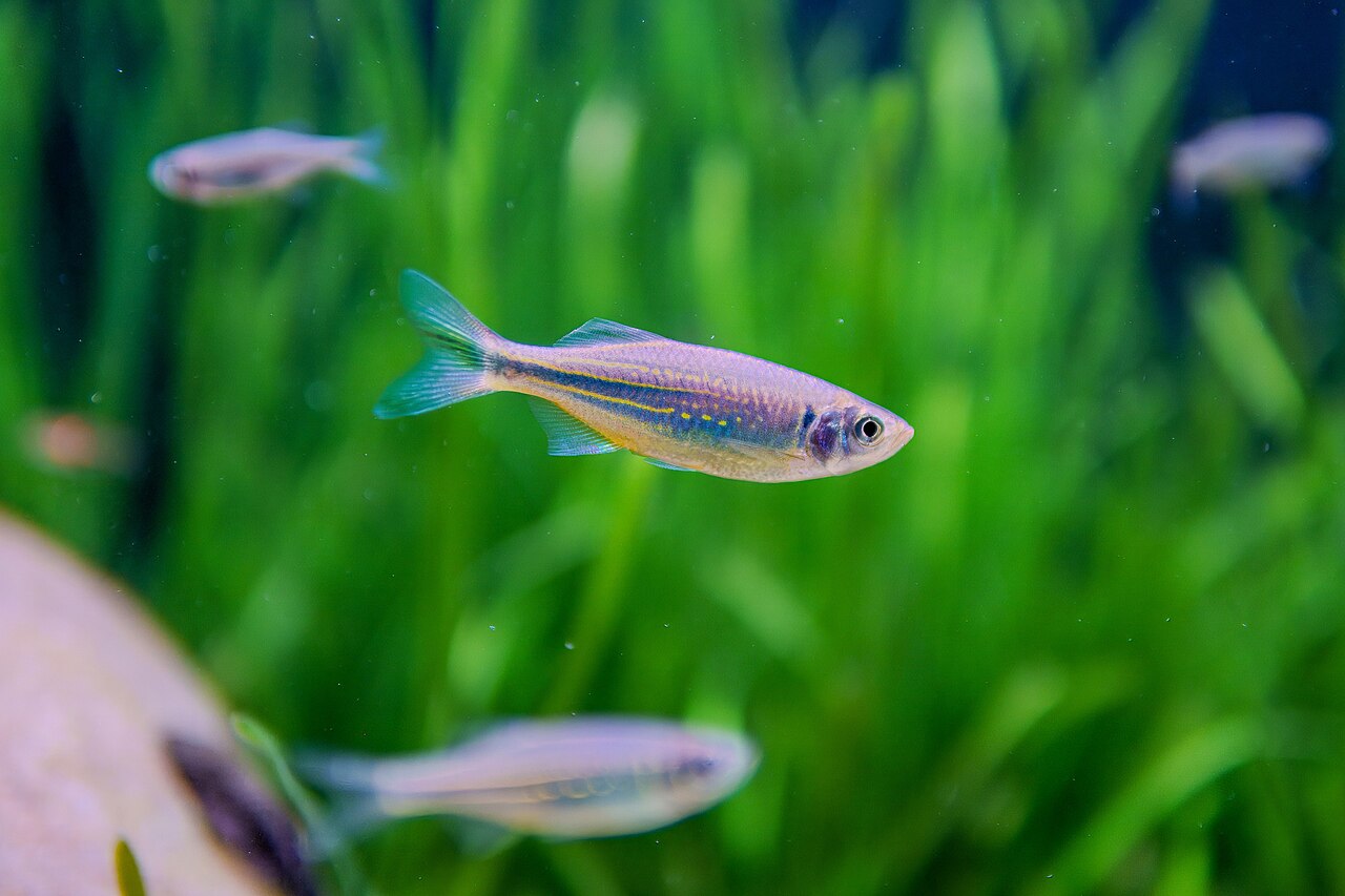 鱼浮头不是「爱透气」：先看谁在喘，再修真正的病因