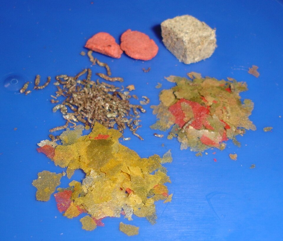 Why Is My Fish Not Eating? A Step-by-Step Troubleshooting Checklist