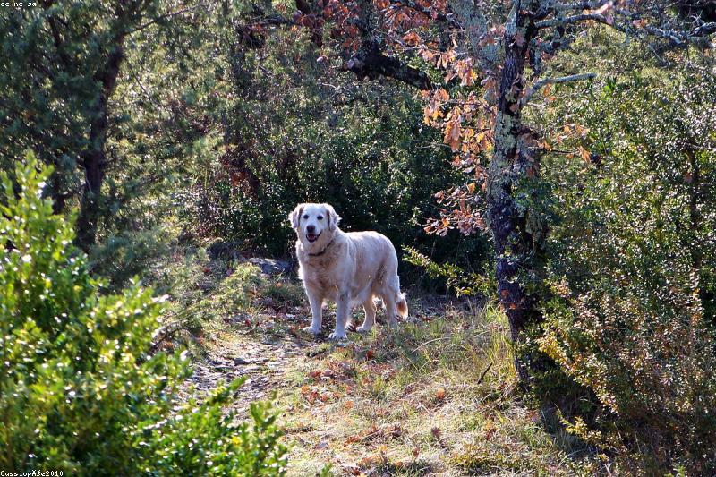 Lick Granuloma in Dogs: Why the Licking Won’t Stop and How to Break the Cycle