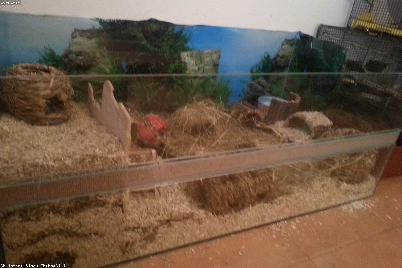 How Often Should You Clean a Hamster Cage? A Two-Level Routine That Keeps Scent Intact