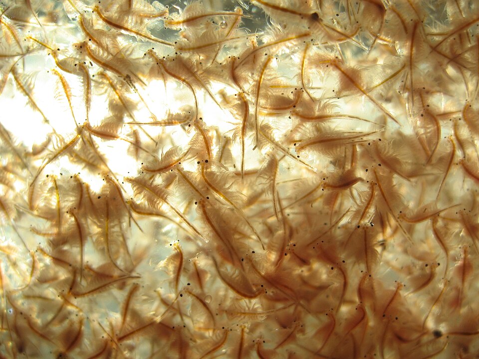 高密度活体丰年虾( Artemia),观赏鱼活饵