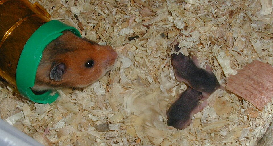 Hamster Pregnancy and Pups: A Calm Plan From Belly to Weaning