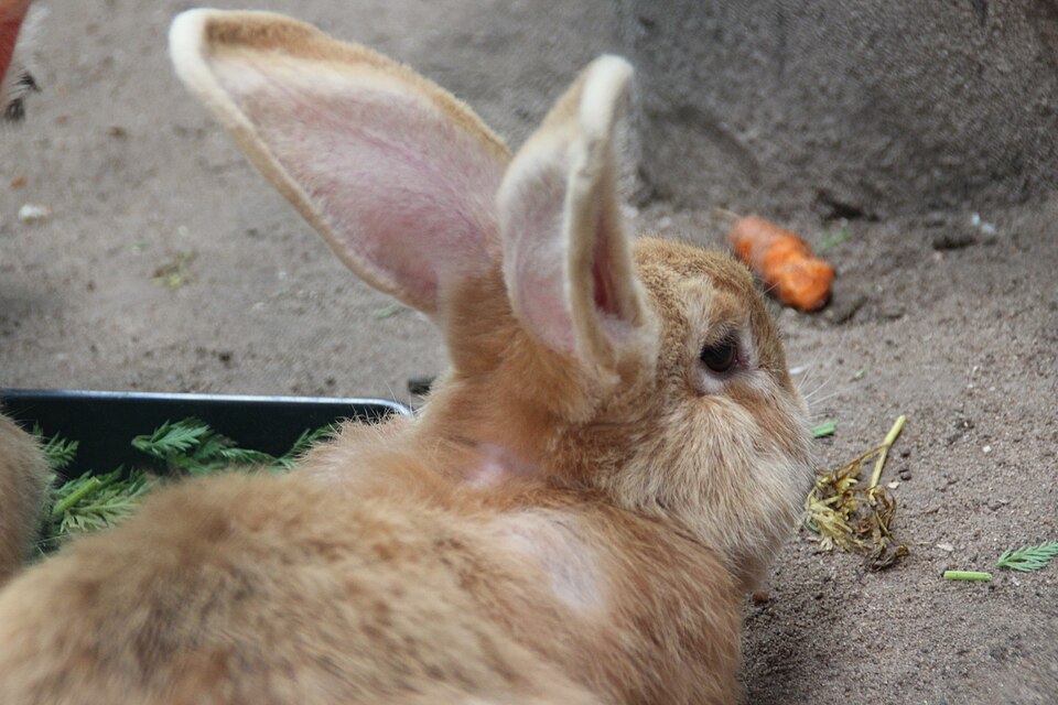 Runny Eye in Rabbits: Blocked Tear Ducts, Dacryocystitis and Why It Is Rarely Just an Irritation
