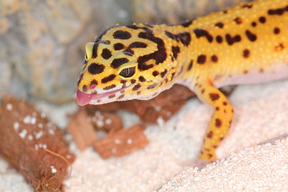 Heat Mat or Heat Lamp? Choosing the Right Heat Source for Your Reptile