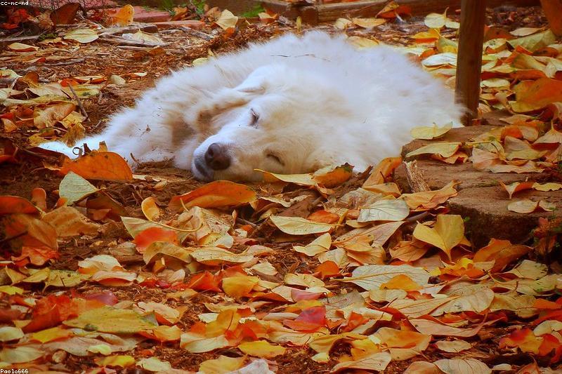Senior Dog Joint Care: Managing Arthritis Pain and Mobility