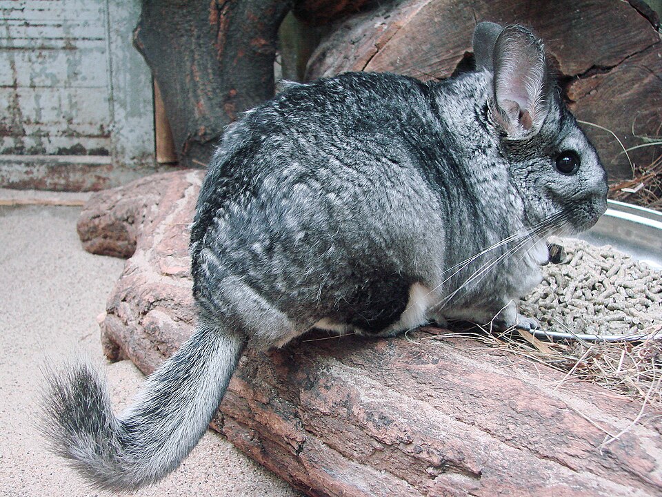 How Long Do Chinchillas Live? Lifespan and Caring for a Senior Chinchilla