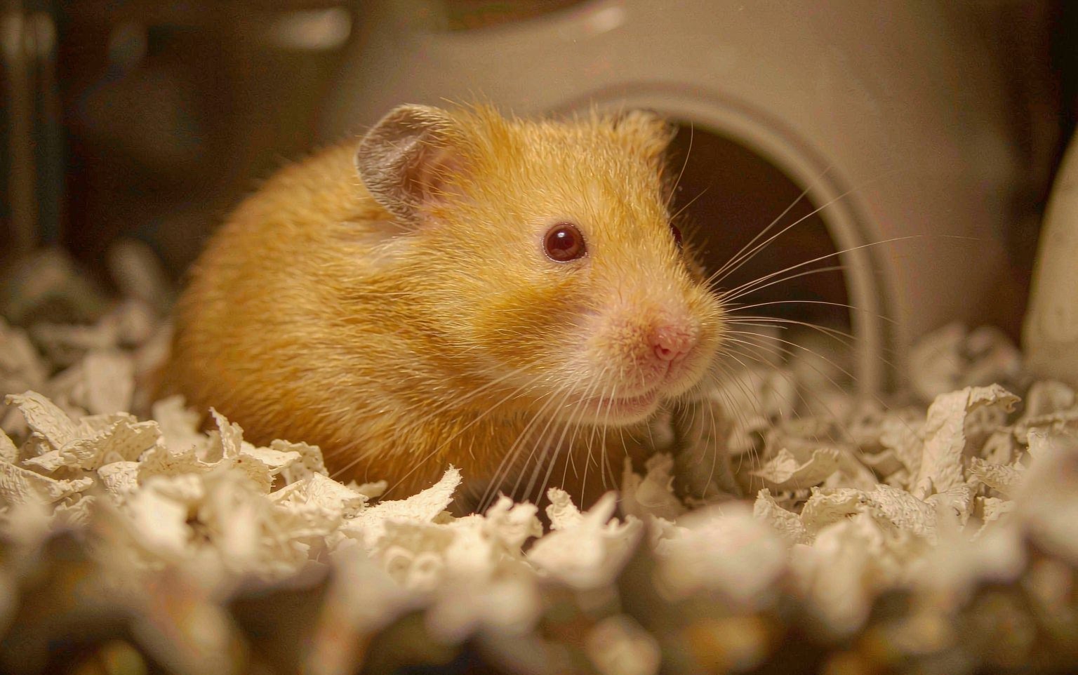 Why Is My Hamster Losing Fur? From Normal Scent Glands to When to Call the Vet
