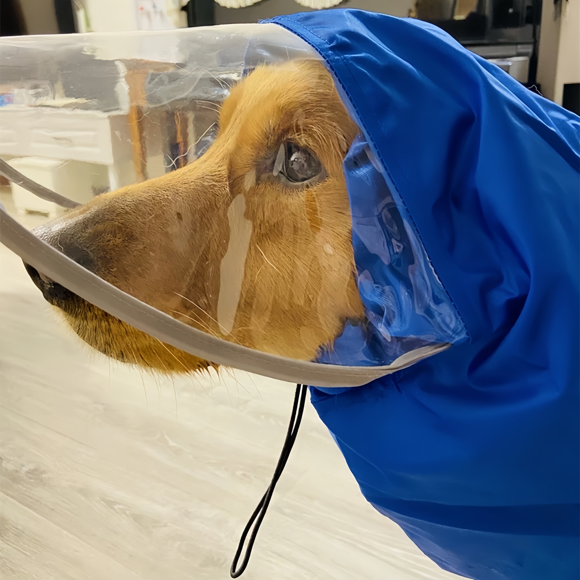 Pet Dog Big Dog Medium and Large Dog Golden Retriever Samoye Alaska All-Inclusive Raincoat Hooded Bag Tail Rain Gear - Image 6