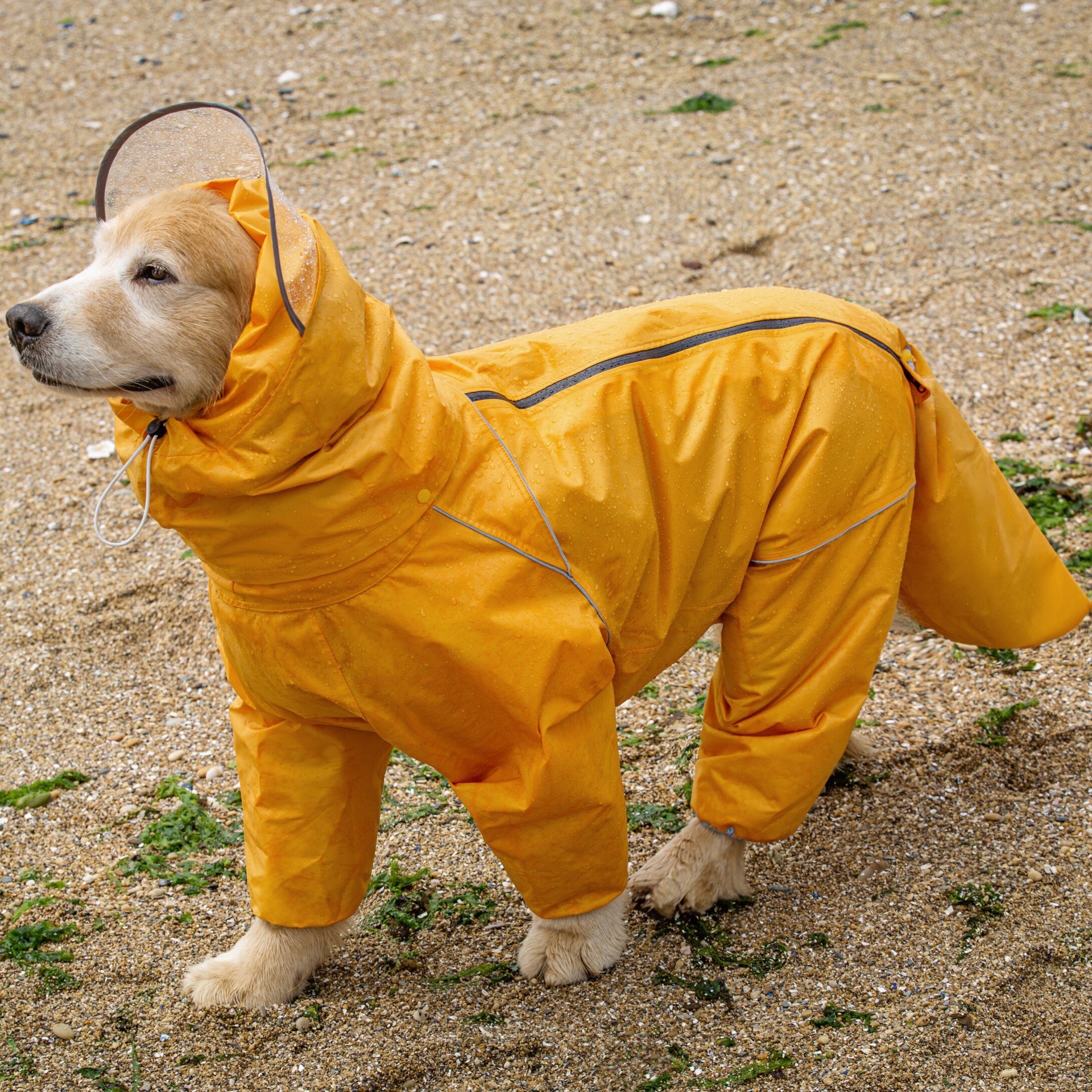 Pet Dog Big Dog Medium and Large Dog Golden Retriever Samoye Alaska All-Inclusive Raincoat Hooded Bag Tail Rain Gear - Image 4