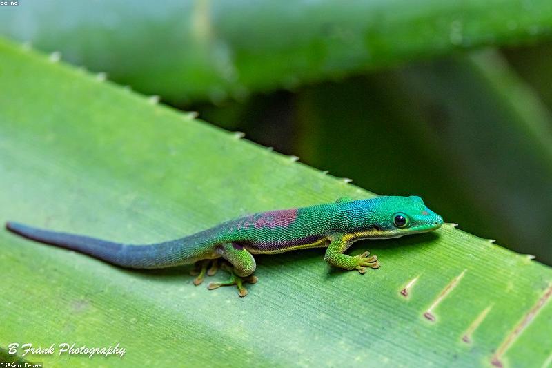 African Fat-Tailed Gecko Night Care: Heat, Humidity, and Lights-Off Done Right