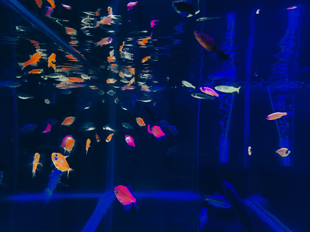 Angelfish Care Guide: Tank Height, Water, and Tank Mates That Actually Work