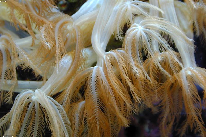 Autumn Aquarium Care: Keep Water Temperature Stable When the Weather Won't