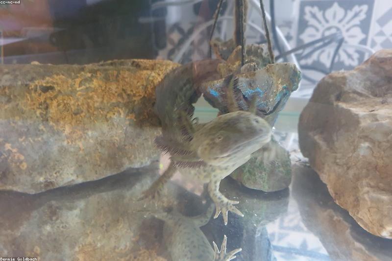 Axolotl Care 101: Cool Water, No Gravel, and the Setup That Keeps Those Gills Frilly