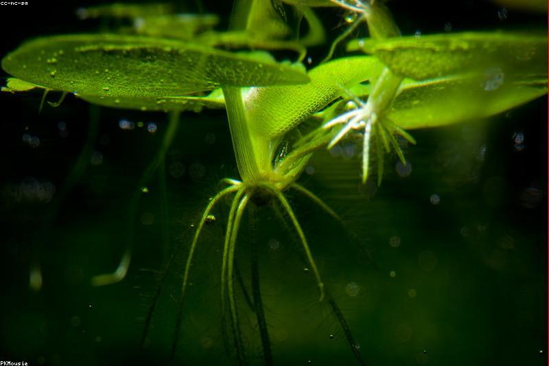 新手水草缸入门:低技术草种真的养得活