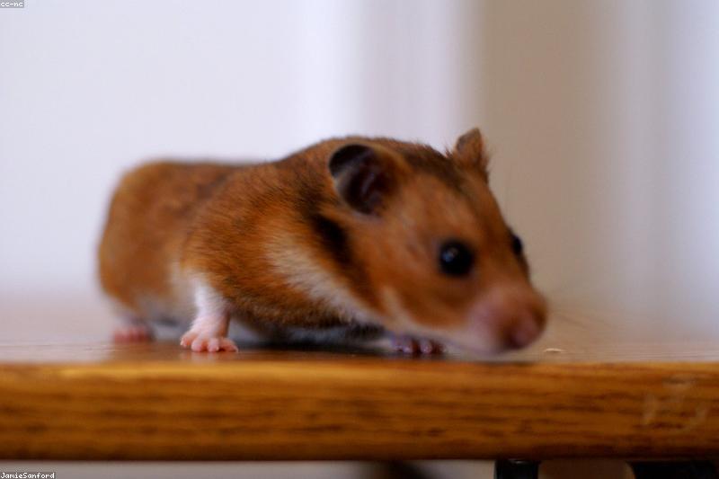 Best Chew Toys for Hamsters: Safe Woods, Materials to Avoid, and How Many You Need