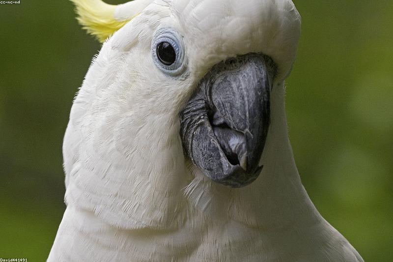 Bird Body Language Decoded: What Feathers, Eyes, and Crest Are Telling You